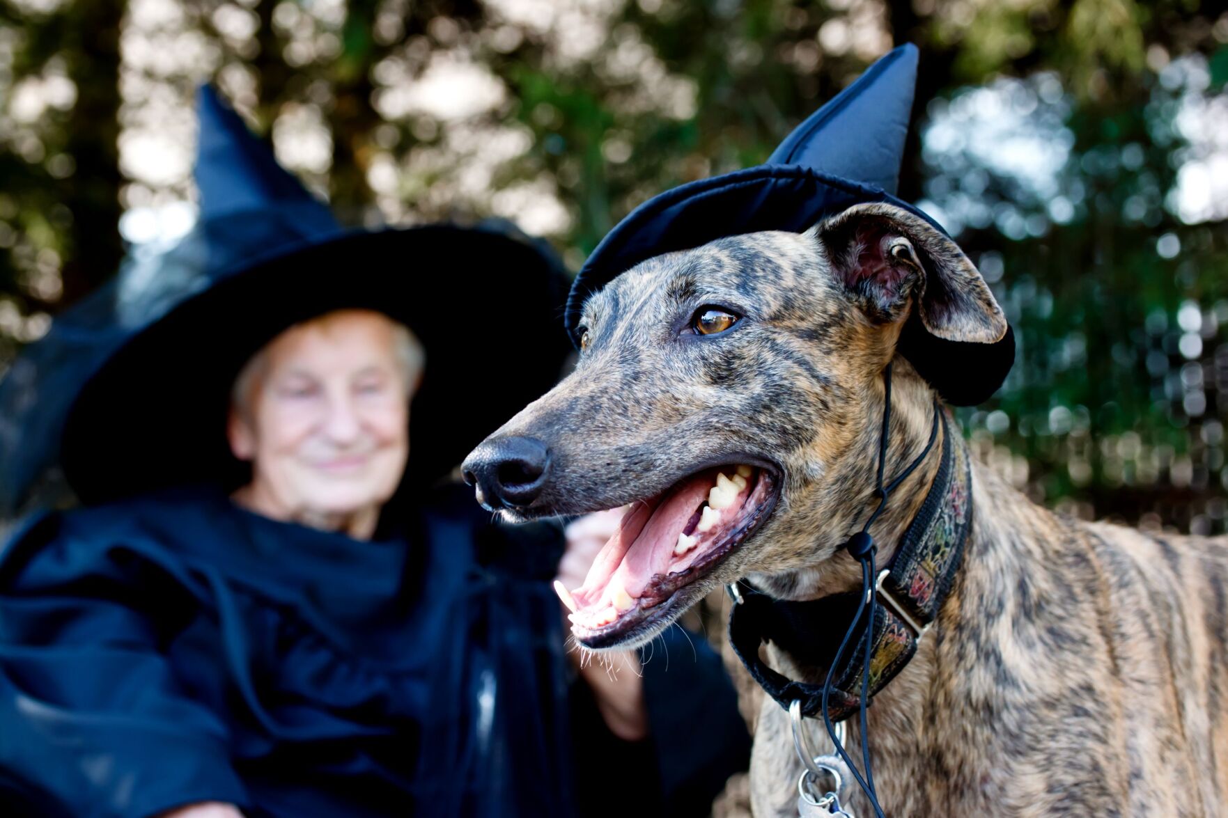 Grandma, witch, pet, dog, Halloween